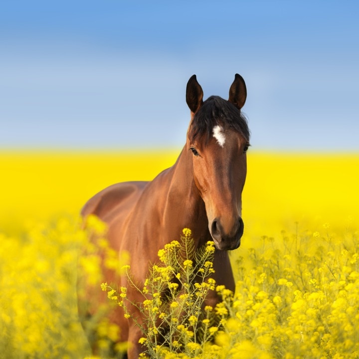 Horse portrait with yellow greenery